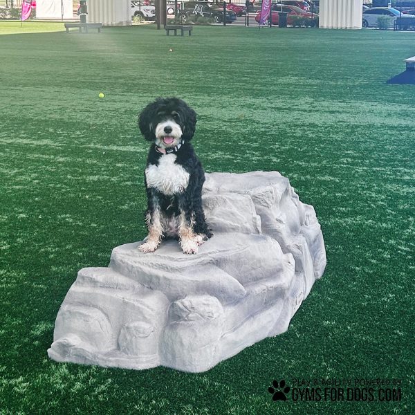 LuxuryClimbingBoulder Dog4