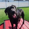 Fetch Pet Resort Swell NJ 10 2 Fetch Pet Resort Swell NJ 10 2