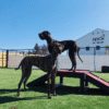 Fetch Pet Resort Swell NJ 11 2 Fetch Pet Resort Swell NJ 11 2
