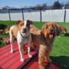 Fetch Pet Resort Swell NJ 12 2 Fetch Pet Resort Swell NJ 12 2