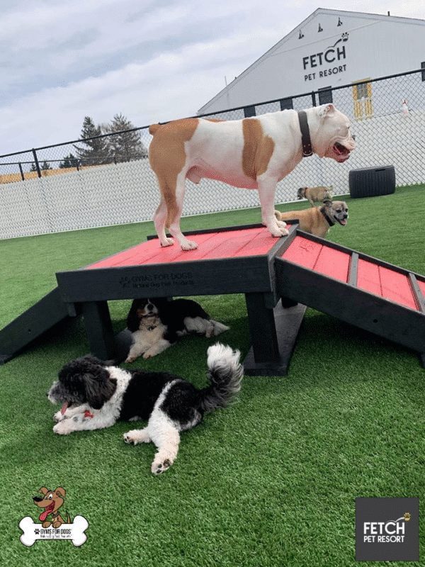 Fetch Pet Resort Swell NJ 2 2