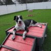 Fetch Pet Resort Swell NJ 22 2 Fetch Pet Resort Swell NJ 22 2