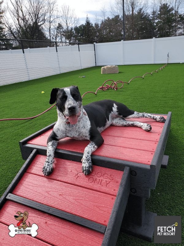 Fetch Pet Resort Swell NJ 22 2