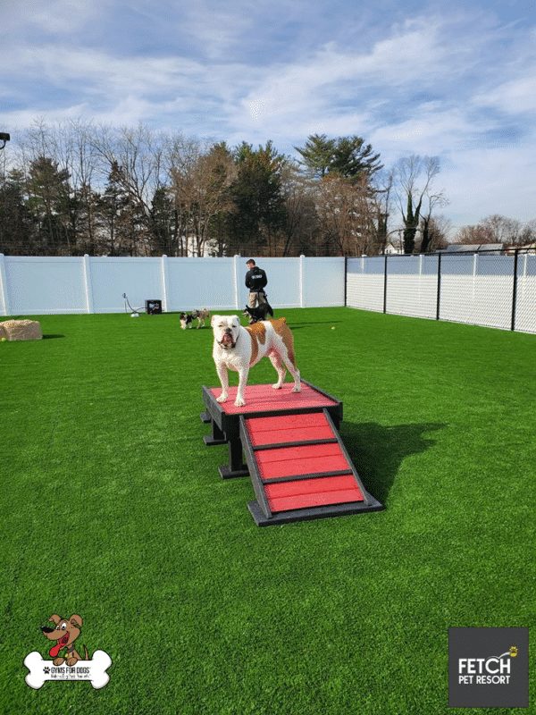 Fetch Pet Resort Swell NJ 3 2