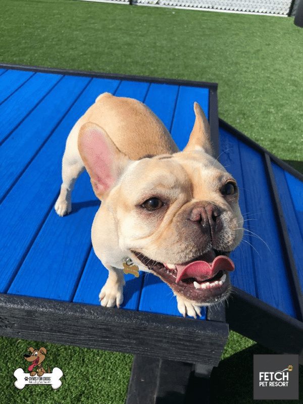 Fetch Pet Resort Swell NJ 38 2