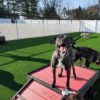 Fetch Pet Resort Swell NJ 39 2 Fetch Pet Resort Swell NJ 39 2