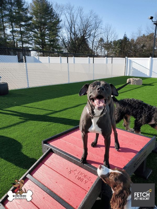 Fetch Pet Resort Swell NJ 39 2