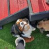 Fetch Pet Resort Swell NJ 4 2 Fetch Pet Resort Swell NJ 4 2