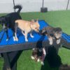 Fetch Pet Resort Swell NJ 40 2 Fetch Pet Resort Swell NJ 40 2
