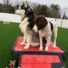Fetch Pet Resort Swell NJ 44 2 Fetch Pet Resort Swell NJ 44 2