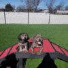 Fetch Pet Resort Swell NJ 45 2 Fetch Pet Resort Swell NJ 45 2