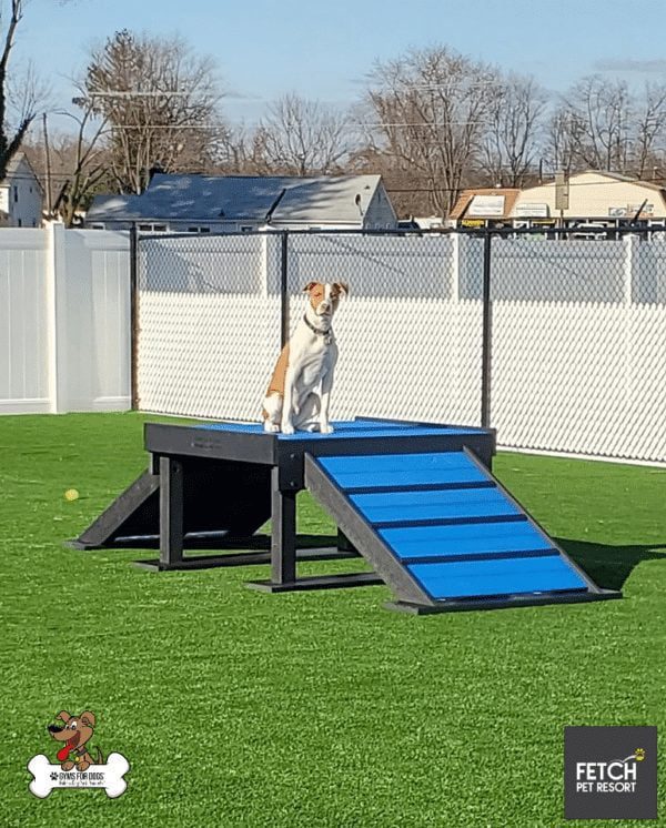 Fetch Pet Resort Swell NJ 47 2