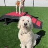 Fetch Pet Resort Swell NJ 48 2 Fetch Pet Resort Swell NJ 48 2