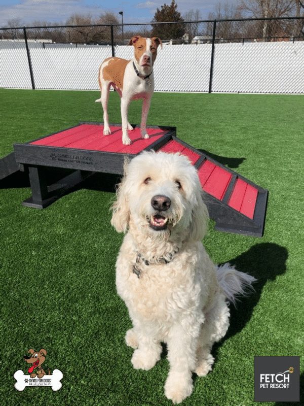 Fetch Pet Resort Swell NJ 48 2