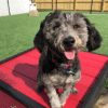 Fetch Pet Resort Swell NJ 49 2 Fetch Pet Resort Swell NJ 49 2
