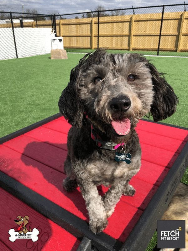 Fetch Pet Resort Swell NJ 49 2