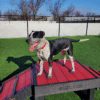 Fetch Pet Resort Swell NJ 50 2 Fetch Pet Resort Swell NJ 50 2