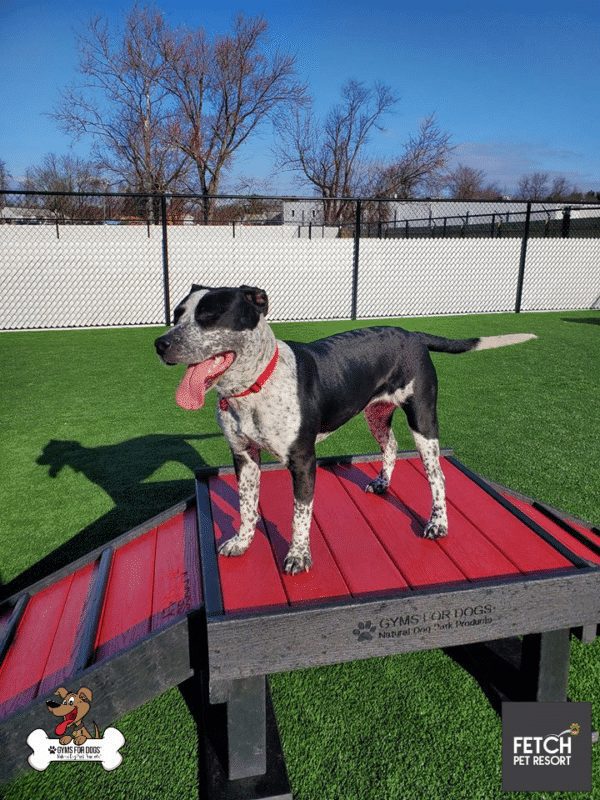 Fetch Pet Resort Swell NJ 50 2