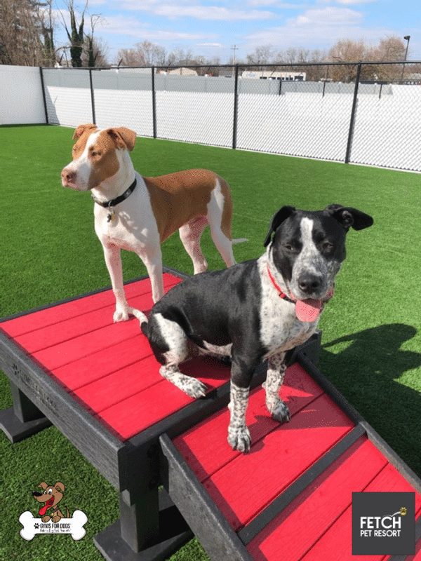 Fetch Pet Resort Swell NJ 51 2