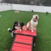 Fetch Pet Resort Swell NJ 9 2 Fetch Pet Resort Swell NJ 9 2