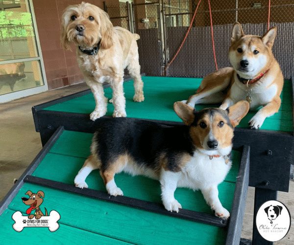 Olde Town Pet Resort 3