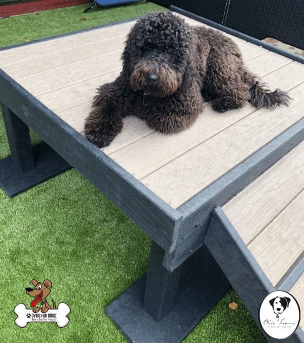 Olde Town Pet Resort 5