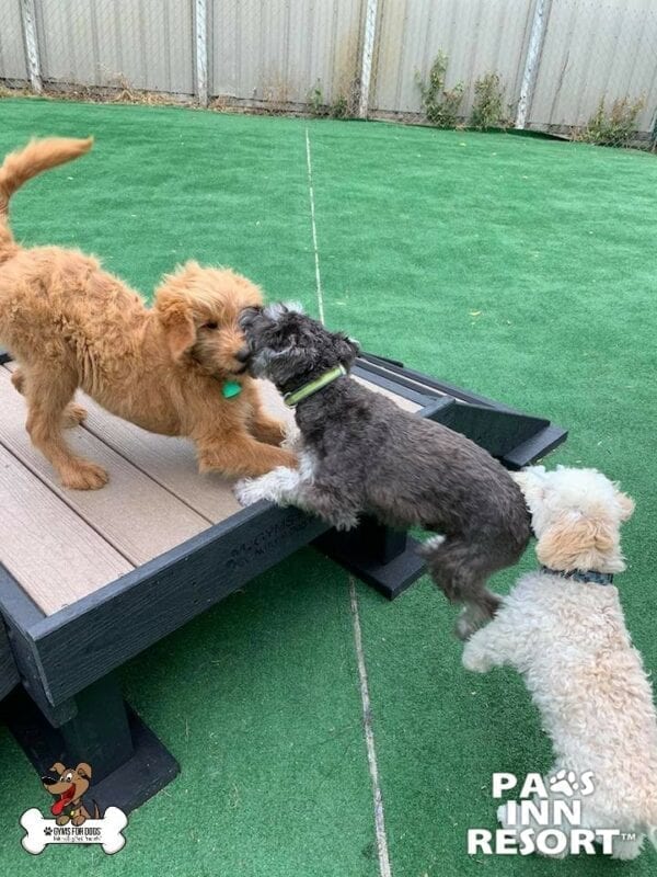 Paws Inn Pet Resort 11