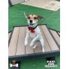 Paws Inn Pet Resort 12 Paws Inn Pet Resort 12