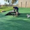 Paws Inn Pet Resort 14 Paws Inn Pet Resort 14