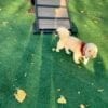 Paws Inn Pet Resort 17 Paws Inn Pet Resort 17
