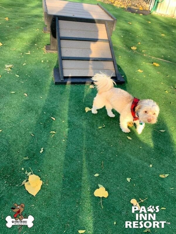 Paws Inn Pet Resort 17