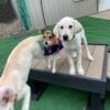 Paws Inn Pet Resort 18 Paws Inn Pet Resort 18