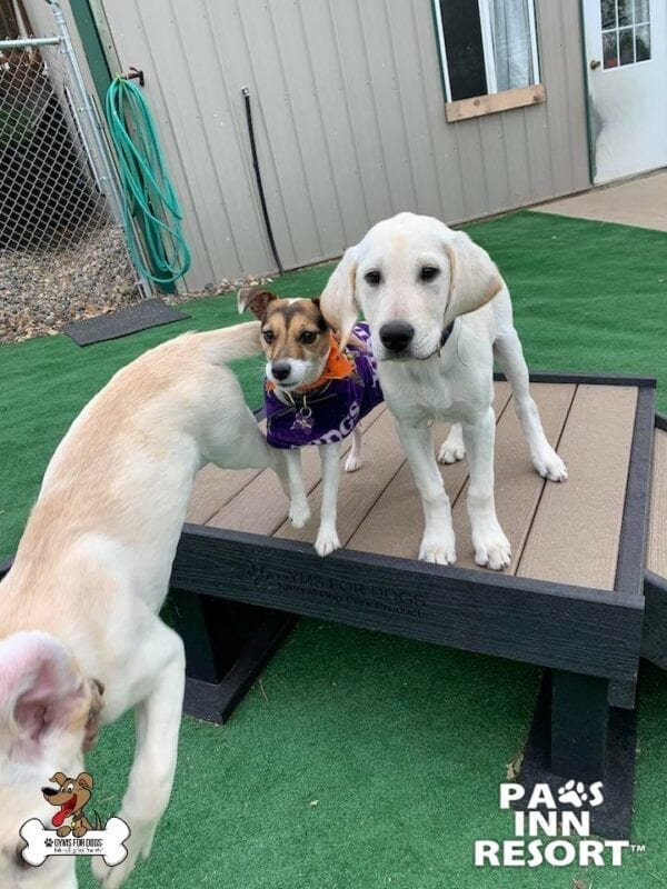Paws Inn Pet Resort 18