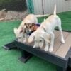 Paws Inn Pet Resort 19 Paws Inn Pet Resort 19