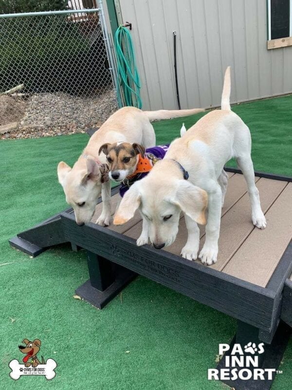 Paws Inn Pet Resort 19