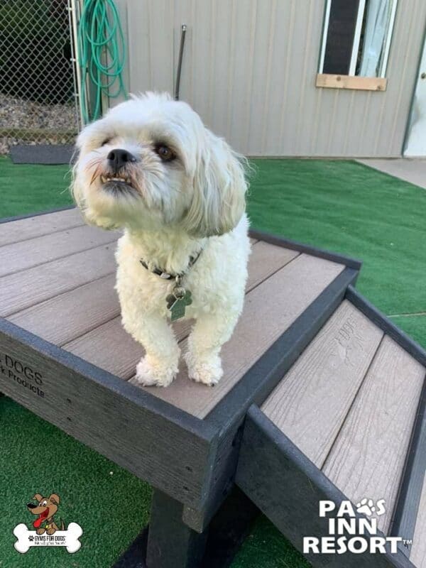 Paws Inn Pet Resort 5