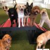 THE PET STATION COUNTRY CLUB Louisville Kentucky 19 THE PET STATION COUNTRY CLUB Louisville Kentucky 19