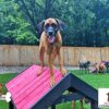 THE PET STATION COUNTRY CLUB Louisville Kentucky 20