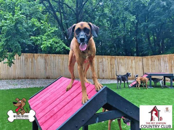 THE PET STATION COUNTRY CLUB Louisville Kentucky 20