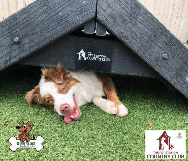 THE PET STATION COUNTRY CLUB Louisville Kentucky 33
