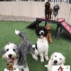 THE PET STATION COUNTRY CLUB Louisville Kentucky 38 THE PET STATION COUNTRY CLUB Louisville Kentucky 38