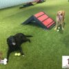 THE PET STATION COUNTRY CLUB Louisville Kentucky 42