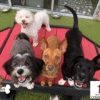 THE PET STATION COUNTRY CLUB Louisville Kentucky 6 THE PET STATION COUNTRY CLUB Louisville Kentucky 6