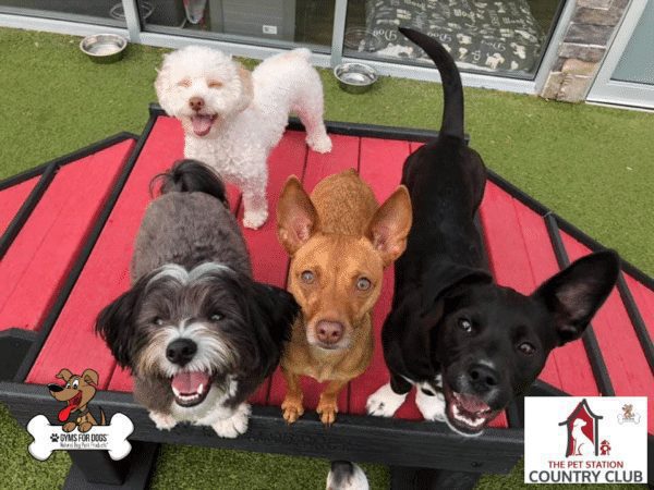 THE PET STATION COUNTRY CLUB Louisville Kentucky 6
