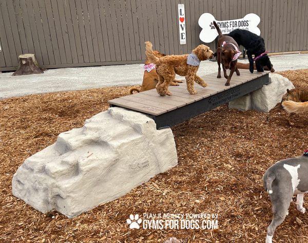 dog park equipment ellies boulder bridge st 03