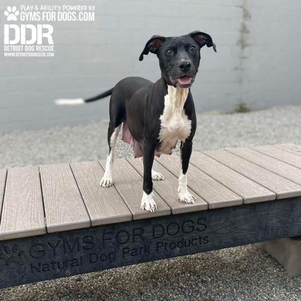 dog park equipment ellies boulder bridge st 24