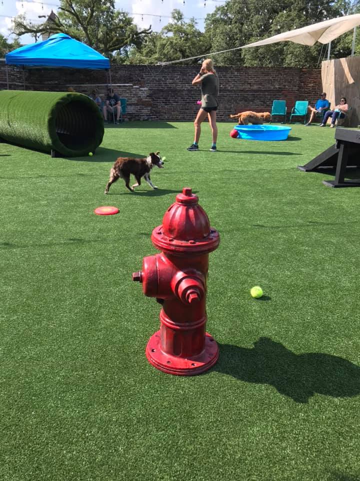 dog playground fire hydrant