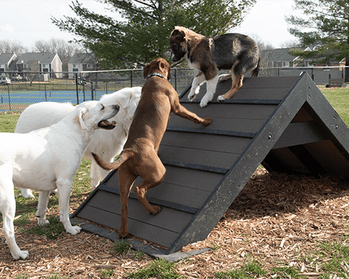 dog playground hill climb