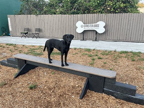 dog playground jump balance beam