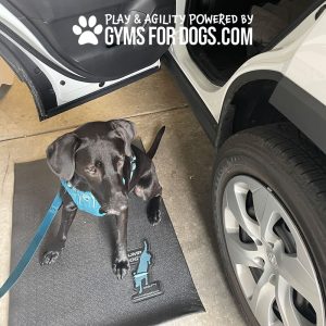 AgilityMat JumpDog 3